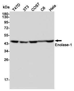 Western blot detection of Enolase-1 in T47D,3T3,COS7,C6 and Hela cell lysates using Enolase-1 mouse mAb(dilution 1:2000).Predicted band size:47kDa.Observed band size:47kDa.