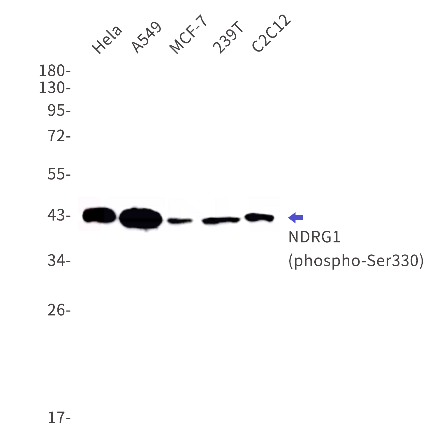 Western blot detection of phospho-NDRG1(Ser330) in Hela,A549,MCF-7,239T,C2C12 cell lysates using phospho-NDRG1(Ser330) Rabbit mAb(1:1000 diluted).Predicted band size:43kDa.Observed band size:43kDa.