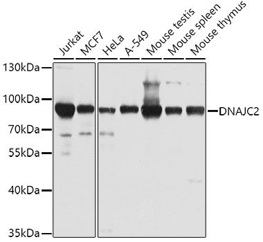 Western blot - DNAJC2 Polyclonal Antibody 