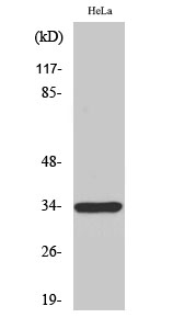Fig1:; Western Blot analysis of various cells using MRGE Polyclonal Antibody