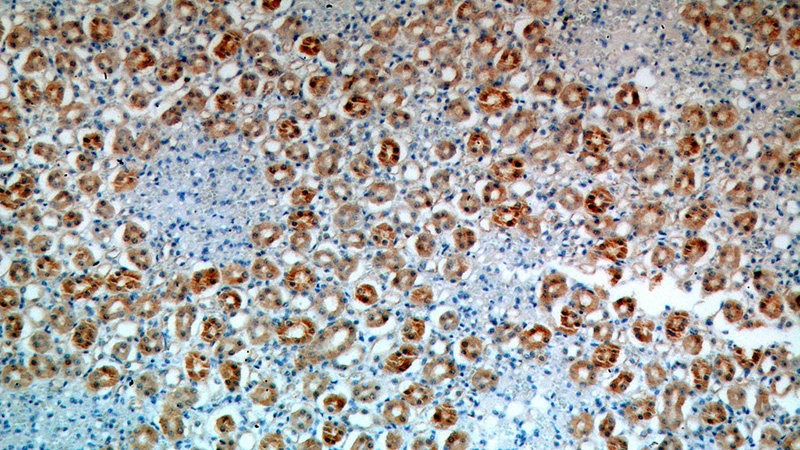Immunohistochemical of paraffin-embedded human kidney using Catalog No:110511(FAM96B antibody) at dilution of 1:100 (under 10x lens)