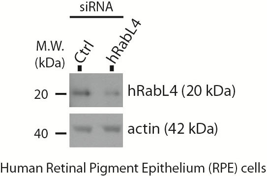 WB result of anti-RABL4 (Catalog No:111667) with human RPE cells (siRNA and control) by Dr. Gerald Liew, Maxence Nachury's lab.