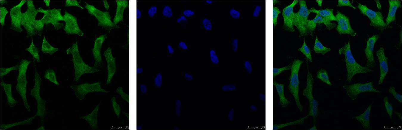 IF analysis of Hela with (Left) and DAPI (Right) diluted at 1:100