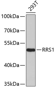 Western blot - RRS1 Polyclonal Antibody 