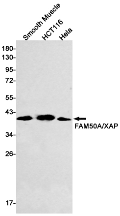 Western blot detection of FAM50A/XAP in Smooth Muscle,HCT116,Hela cell lysates using FAM50A/XAP Rabbit mAb(1:500 diluted).Predicted band size:40kDa.Observed band size:40kDa.