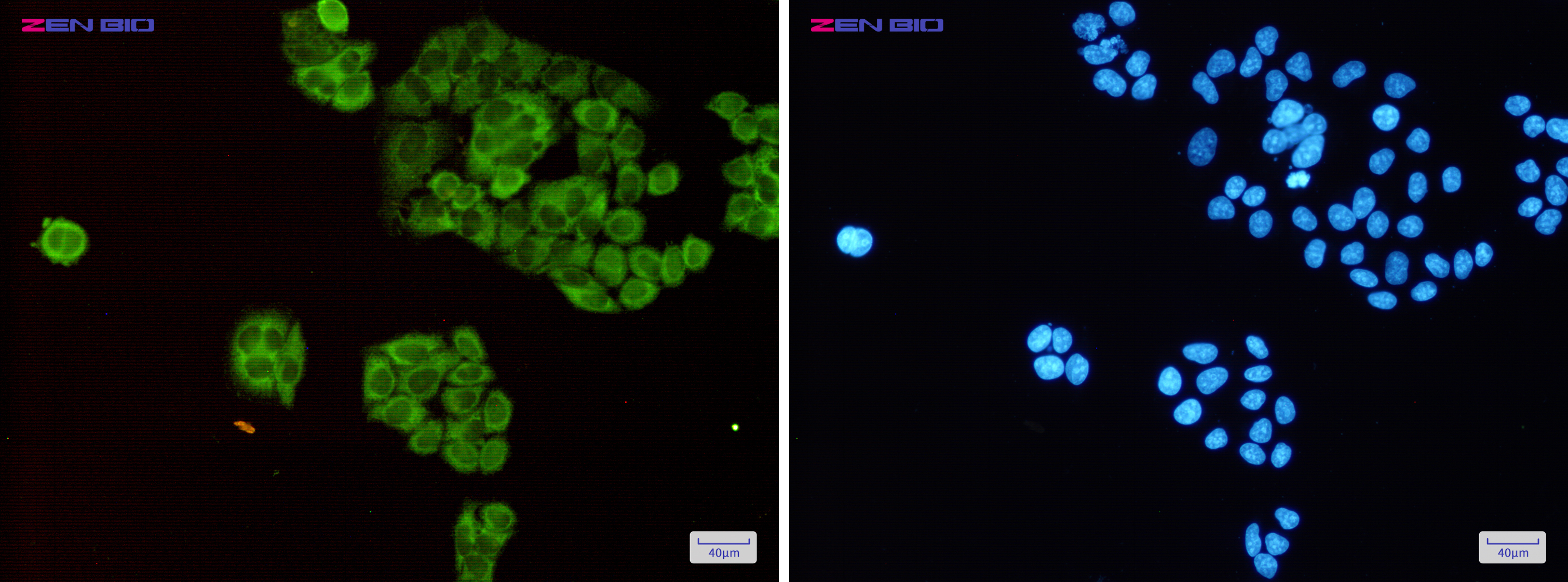 Immunocytochemistry of TCTP(green) in Hela cells using TCTP Rabbit pAb at dilution 1/50, and DAPI(blue)