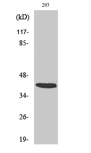 Fig1:; Western Blot analysis of various cells using ARRDC2 Polyclonal Antibody