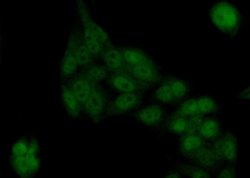 Immunofluorescent analysis of (10% Formaldehyde) fixed HeLa cells using Catalog No:115954(TEX10 Antibody) at dilution of 1:50 and Alexa Fluor 488-congugated AffiniPure Goat Anti-Rabbit IgG(H+L)