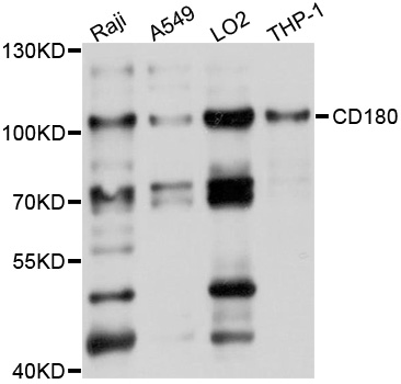 Western blot - CD180 Polyclonal Antibody 