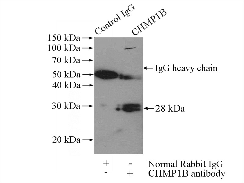 IP Result of anti-CHMP1B (IP:Catalog No:109232, 4ug; Detection:Catalog No:109232 1:300) with HeLa cells lysate 880ug.