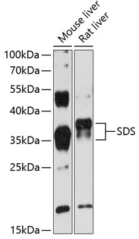 Western blot - SDS Polyclonal Antibody 
