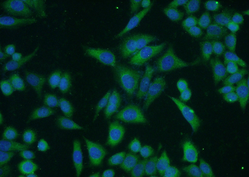Immunofluorescent analysis of HeLa cells using Catalog No:109662(Cyclin B1 Antibody) at dilution of 1:50 and Alexa Fluor 488-congugated AffiniPure Goat Anti-Rabbit IgG(H+L)