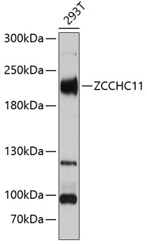 Western blot - ZCCHC11 Polyclonal Antibody 