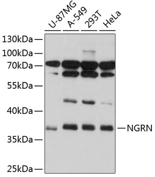 Western blot - NGRN Polyclonal Antibody 
