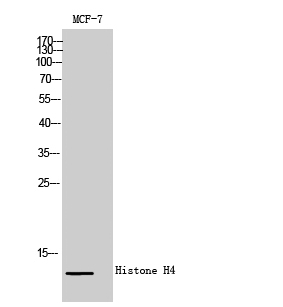 Western Blot analysis of MCF-7 cells using Histone H4 Polyclonal Antibody