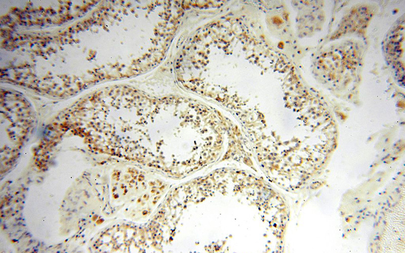 Immunohistochemical of paraffin-embedded human testis using Catalog No:116521(UBE2DNL antibody) at dilution of 1:50 (under 10x lens)