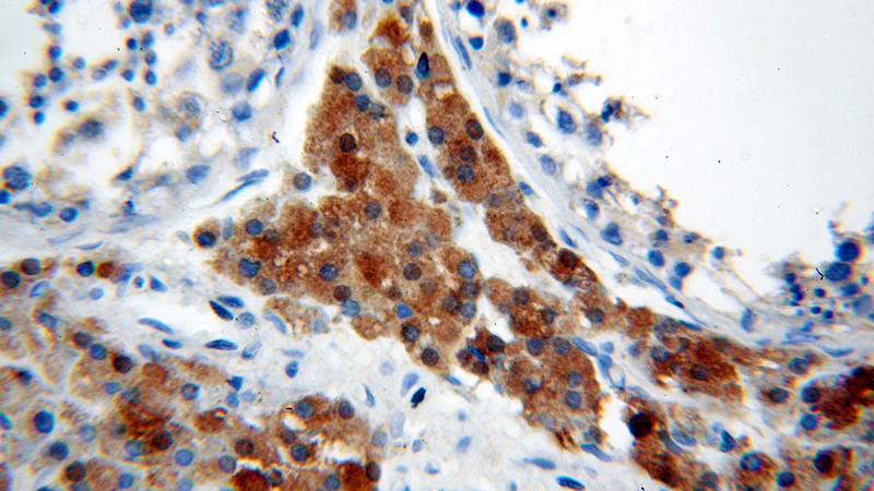 Immunohistochemical of paraffin-embedded human testis using Catalog No:109936(DIABLO antibody) at dilution of 1:50 (under 40x lens)