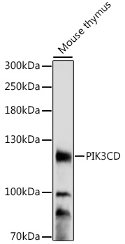Western blot - PIK3CD Polyclonal Antibody 