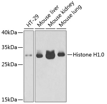 Western blot - Histone H1.0 Polyclonal Antibody 
