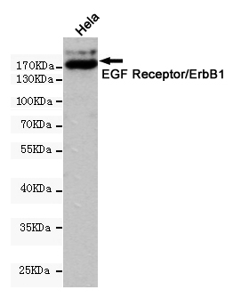 Western blot detection of EGF Receptor/ErbB1 in Hela cell lysates using EGF Receptor/ErbB1 (3A9) Mouse mAb(1:1000 diluted).Predicted band size:170KDa.Observed band size:175KDa.
