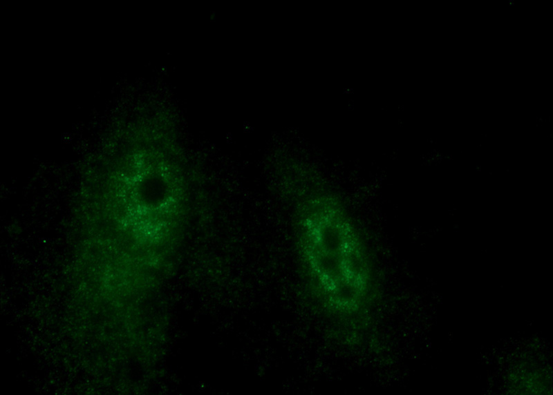 Immunofluorescent analysis of A549 cells using Catalog No:111305(HEXIM2 Antibody) at dilution of 1:50 and Alexa Fluor 488-congugated AffiniPure Goat Anti-Rabbit IgG(H+L)