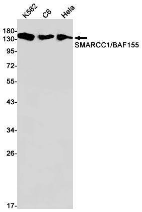 Western blot detection of SMARCC1/BAF155 in K562,C6,Hela cell lysates using SMARCC1/BAF155 Rabbit pAb(1:1000 diluted).Predicted band size:123kDa.Observed band size:155kDa.