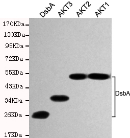 Western blot detection of DSBA in AKT1,AKT2,AKT3 and DSBA recombinant antigen fragments using DSBA mouse mAb (1:1000 diluted).