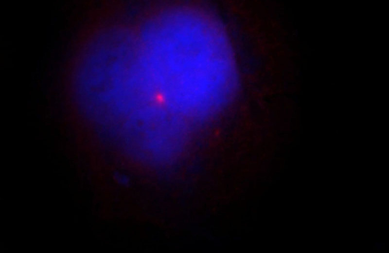 Immunofluorescent analysis of Hela cells, using CSPP1 antibody Catalog No:109606 at 1:25 dilution and Rhodamine-labeled goat anti-rabbit IgG (red). Blue pseudocolor = DAPI (fluorescent DNA dye).