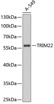 Western blot - TRIM22 Polyclonal Antibody 