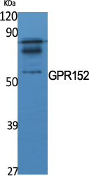 Fig1:; Western Blot analysis of various cells using GPR152 Polyclonal Antibody