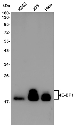 Western blot detection of 4E-BP1 in K562,293,Hela cell lysates using 4E-BP1 Rabbit pAb(1:1000 diluted).Predicted band size:12KDa.Observed band size:15-20KDa.