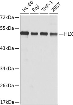 Western blot - HLX Polyclonal Antibody 