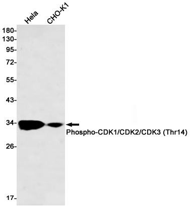 Western blot detection of Phospho-CDK1/CDK2/CDK3 (Thr14) in Hela,CHO-K1 cell lysates using Phospho-CDK1/CDK2/CDK3 (Thr14) Rabbit mAb(1:500 diluted).Predicted band size:34kDa.Observed band size:34kDa.