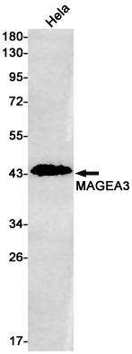 Western blot detection of MAGEA3 in Hela cell lysates using MAGEA3 Rabbit pAb(1:1000 diluted).Predicted band size:35kDa.Observed band size:45kDa.