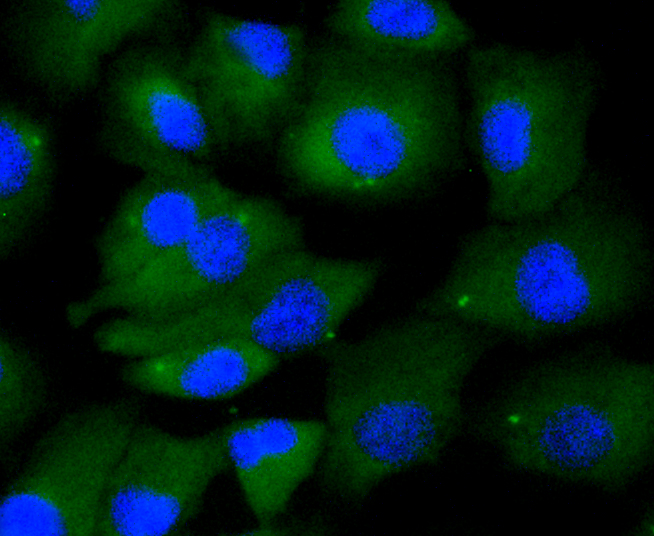 Immunofluorescence - KIF23 Monoclonal Antibody 