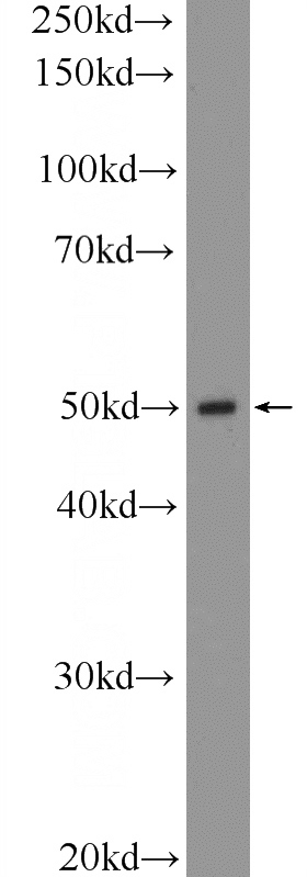 mouse lung tissue were subjected to SDS PAGE followed by western blot with Catalog No:115349(SLC7A5 Antibody) at dilution of 1:600