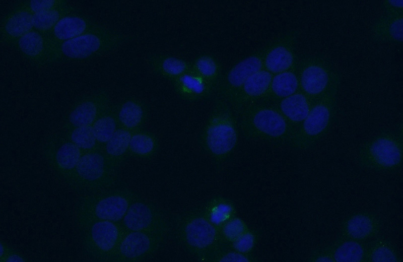 Immunofluorescent analysis of (-20oc Ethanol) fixed HeLa cells using Catalog No:109187(CEP78 Antibody) at dilution of 1:50 and Alexa Fluor 488-congugated AffiniPure Goat Anti-Rabbit IgG(H+L)