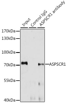 Immunoprecipitation - ASPSCR1 Polyclonal Antibody 