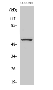 Fig1:; Western Blot analysis of various cells using ZNF682 Polyclonal Antibody. Secondary antibody（catalog#: HA1001) was diluted at 1:20000 cells nucleus extracted by Minute TM Cytoplasmic and Nuclear Fractionation kit (SC-003,Inventbiotech,MN,USA).