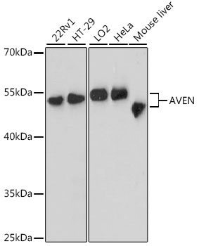Western blot - AVEN Polyclonal Antibody 