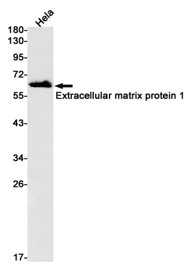 Western blot detection of Extracellular matrix protein 1  in Hela cell lysates using Extracellular matrix protein 1  Rabbit pAb(1:1000 diluted).Predicted band size:61kDa.Observed band size:61kDa.