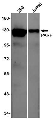 Western blot detection of PARP in 293,Jurkat cell lysates using PARP Rabbit pAb(1:1000 diluted).Predicted band size:113KDa.Observed band size:  116KDa.