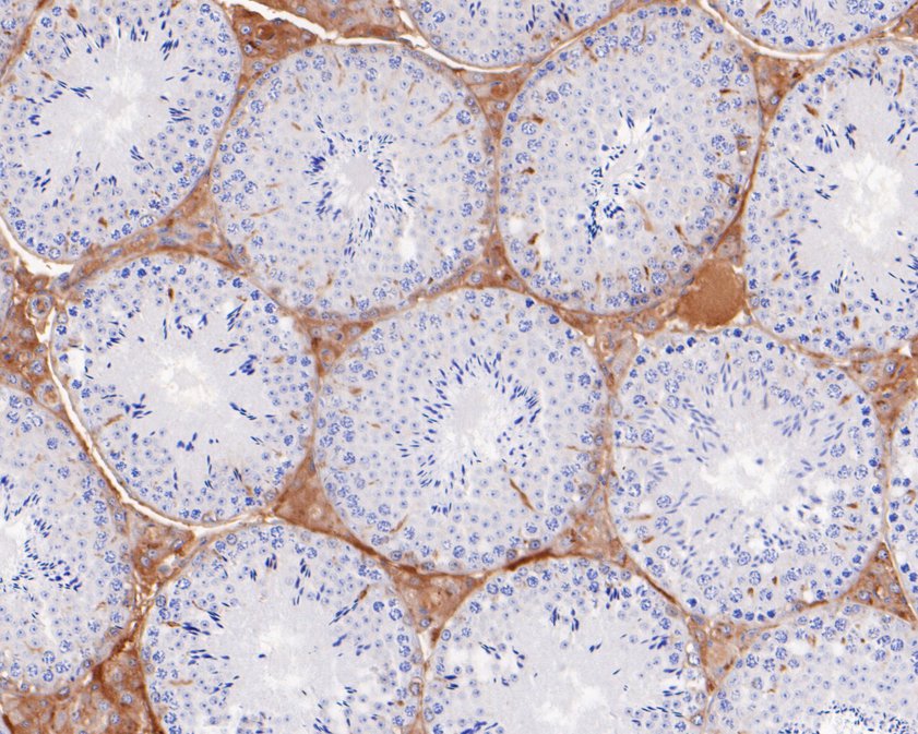 Fig6:; Immunohistochemical analysis of paraffin-embedded mouse testis tissue using anti-Ret antibody. The section was pre-treated using heat mediated antigen retrieval with Tris-EDTA buffer (pH 8.0-8.4) for 20 minutes.The tissues were blocked in 5% BSA for 30 minutes at room temperature, washed with ddH; 2; O and PBS, and then probed with the primary antibody ( 1/200) for 30 minutes at room temperature. The detection was performed using an HRP conjugated compact polymer system. DAB was used as the chromogen. Tissues were counterstained with hematoxylin and mounted with DPX.