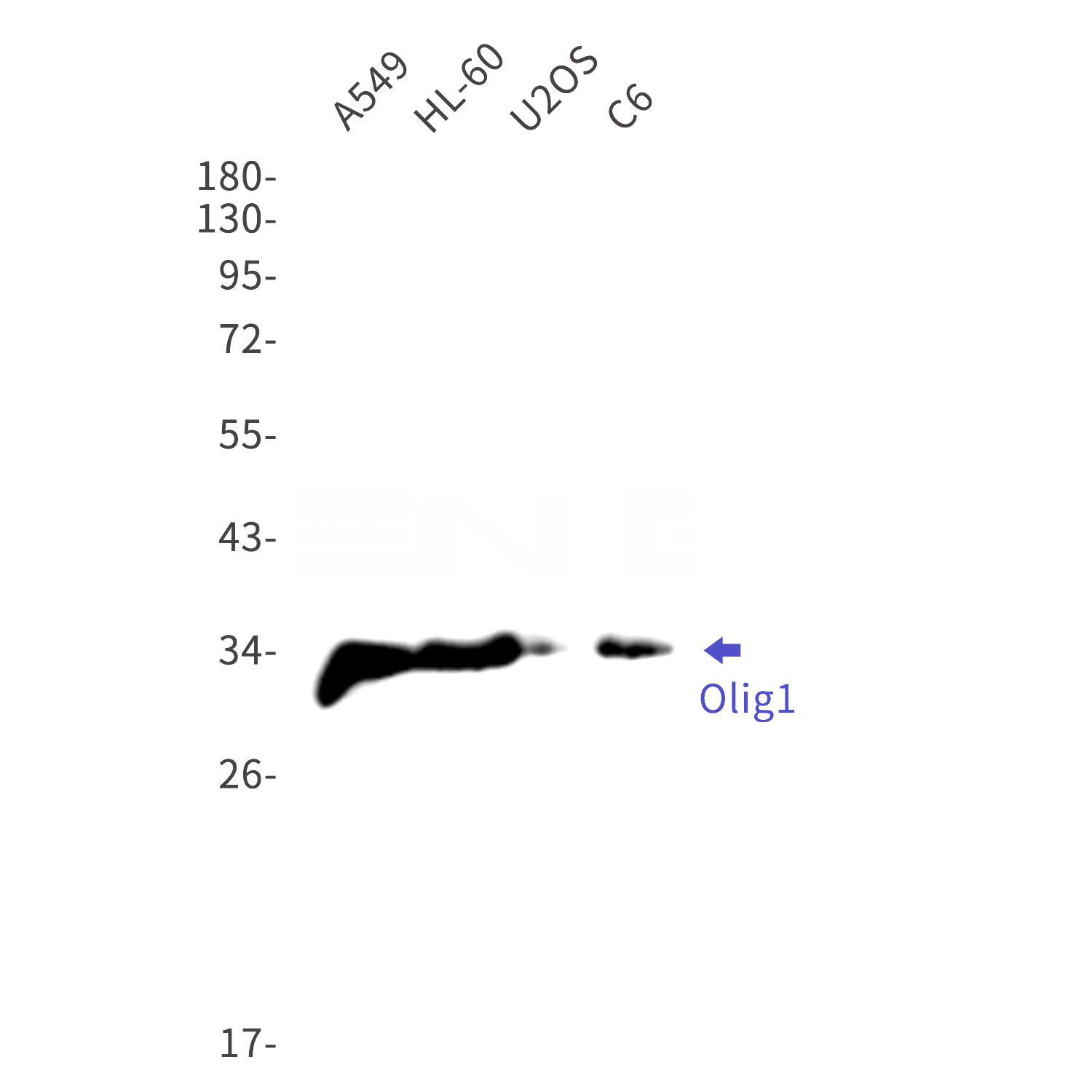 Western blot detection of  Olig1 in A549,HL-60,U2OS,C6 cell lysates using Olig1 Rabbit mAb(1:1000 diluted).Predicted band size:28kDa.Observed band size:35kDa.