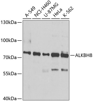 Western blot - ALKBH8 Polyclonal Antibody 