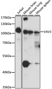 Western blot - VAV3 Polyclonal Antibody 
