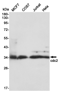 Western blot detection of cdc2 in MCF7,COS7,Jurkat and Hela,3T3 cell lysates using cdc2 mouse mAb (1:1000 diluted).Predicted band size:34KDa.Observed band size:34KDa.