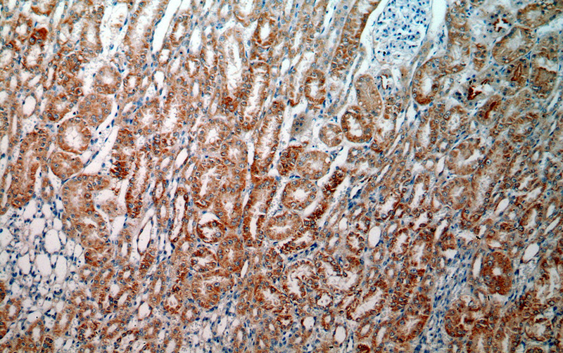 Immunohistochemical of paraffin-embedded human kidney using Catalog No:111715(HTRA2 antibody) at dilution of 1:100 (under 10x lens)