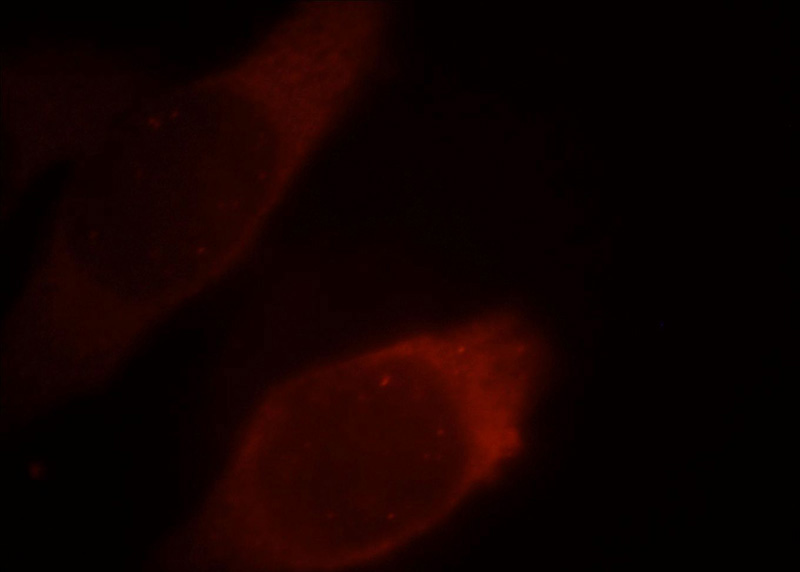 Immunofluorescent analysis of MCF-7 cells, using PKM2 antibody Catalog No: at 1:25 dilution and Rhodamine-labeled goat anti-rabbit IgG (red).