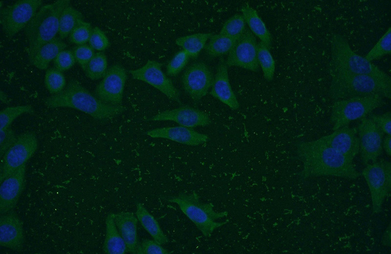 Immunofluorescent analysis of HeLa cells using Catalog No:107457(PCMT1 Antibody) at dilution of 1:50 and Alexa Fluor 488-congugated AffiniPure Goat Anti-Mouse IgG(H+L)